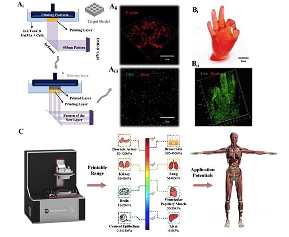 基于投影的3D生物打印過(guò)程中光固化強(qiáng)度可調(diào)水凝膠生物墨水的可打印性研究.jpg
