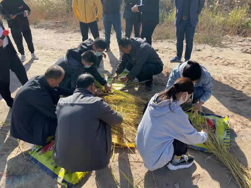 鹽堿地改良前后對比