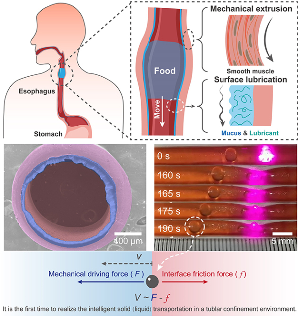 基于界面潤滑和機械形變耦合效應(yīng)的仿生類食道固體定向輸運器件