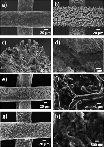 用石墨烯生長的 Ni 織物的 SEM 圖像