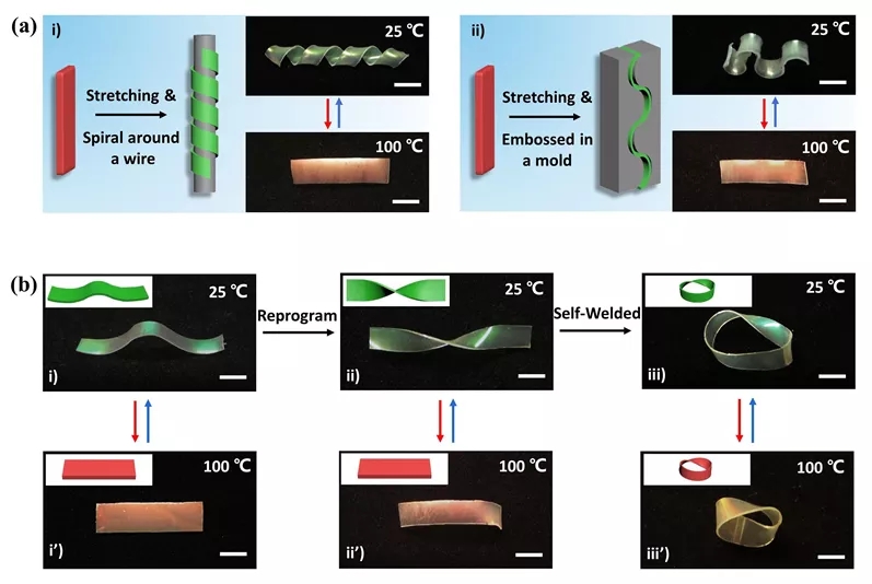圖3. 基于B-O鍵熱交換特性的CLCEs 3D形狀編程及可重構(gòu)性能研究