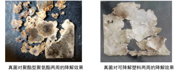 條件改良后海洋真菌Alternaria alternata FB1對(duì)一些塑料短期內(nèi)能產(chǎn)生顯著降解效果