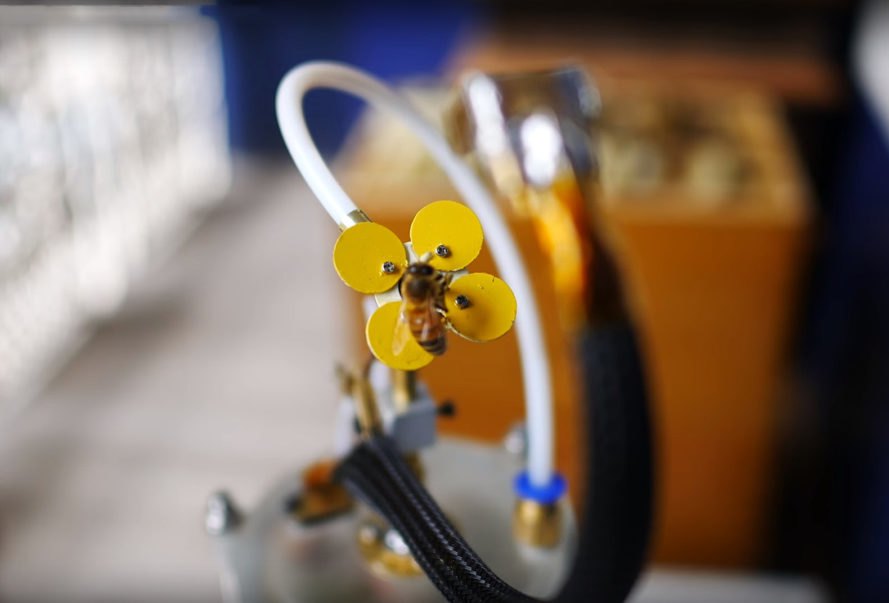 機器人花瓣與真正的植物混合，它具有花粉、花蜜和合成雄蕊，花與馬達和管道相連，將人造花蜜溶液推到花瓣表面