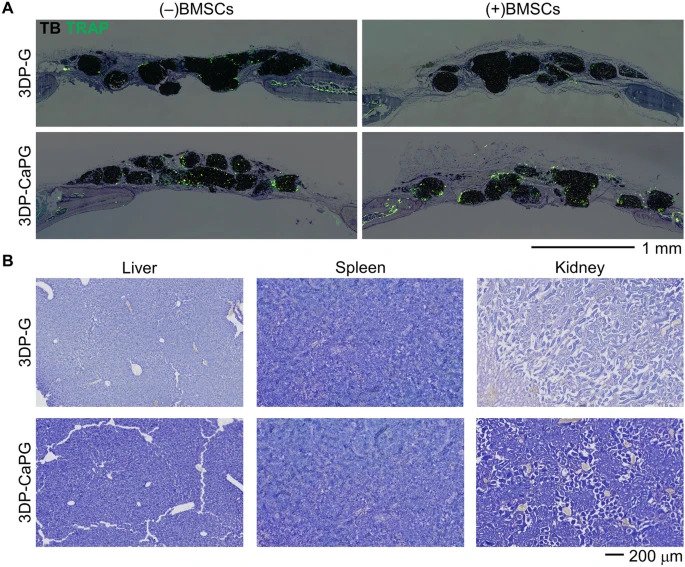3DP-CaPG基質(zhì)的生物降解和生物分布