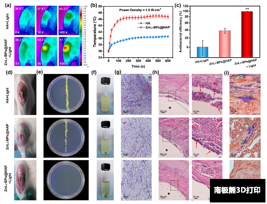 ZnL 2 -BPs@HAP植入后2周內(nèi)的體內(nèi)抗菌能力