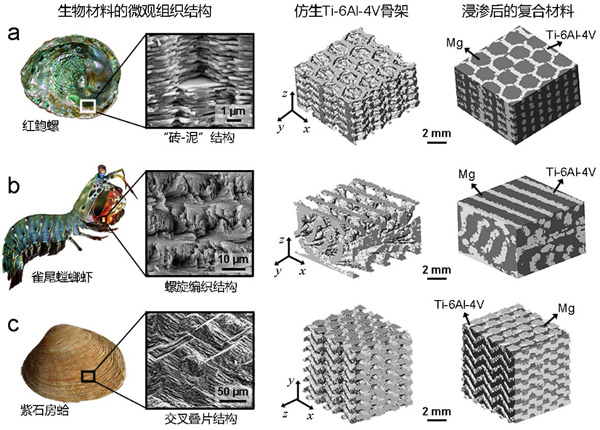 具有不同仿生結構的鎂-鈦復合材料及其與天然生物材料原型的比較