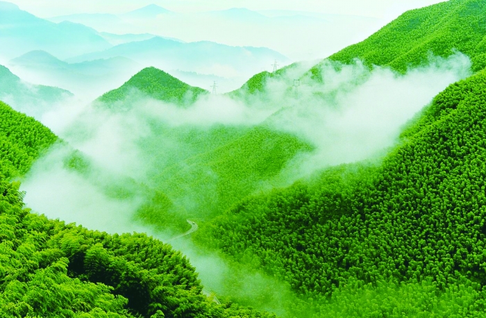 安吉竹海