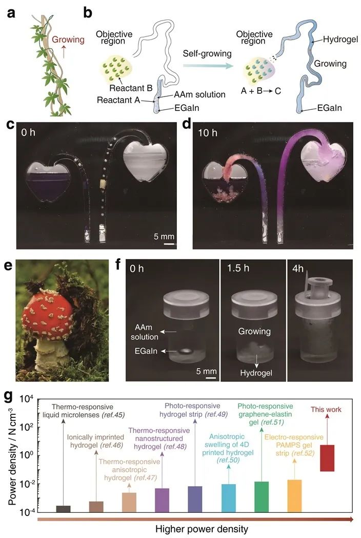 自生長水凝膠模仿自然藤本植物攀爬行為、作為致動器