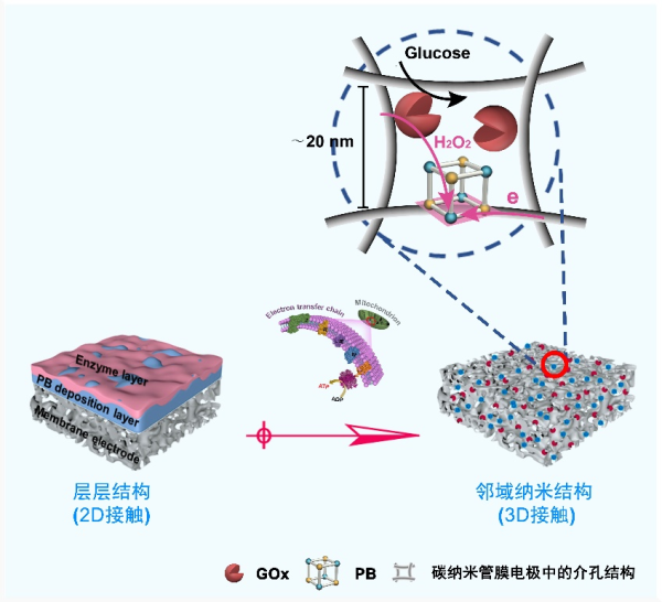 受細(xì)胞膜上電子傳遞鏈結(jié)構(gòu)啟發(fā)，開發(fā)具有鄰域納米結(jié)構(gòu)的三維介孔生物傳感膜示意圖